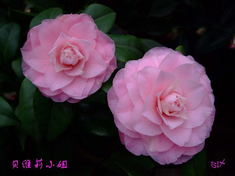 ��ά�� 10-3-20 (2).jpg