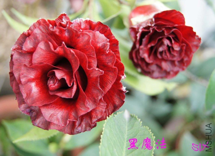 ��ħ�� 10-3-21s (4).jpg