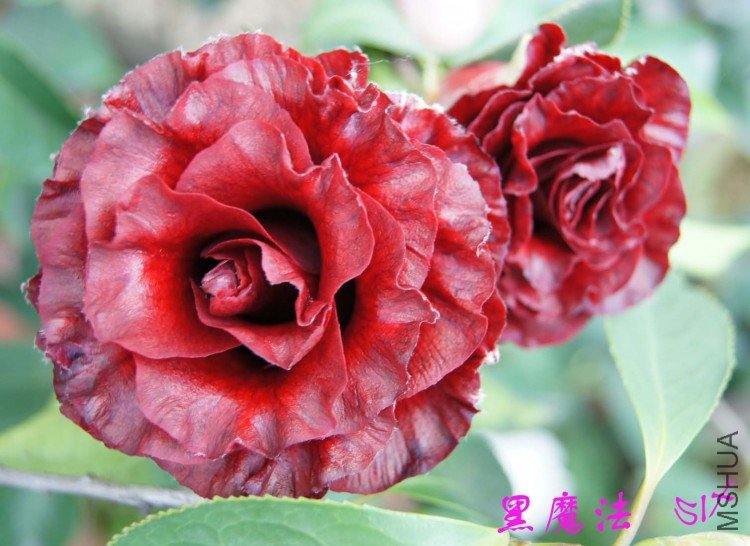 ��ħ�� 10-3-21s (2).jpg