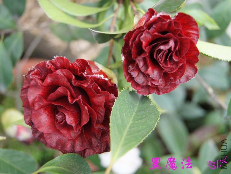 ��ħ�� 10-3-21s (3).jpg