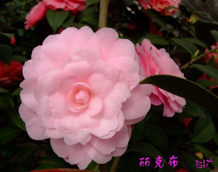 ���˲� 10-3-21f (1).jpg