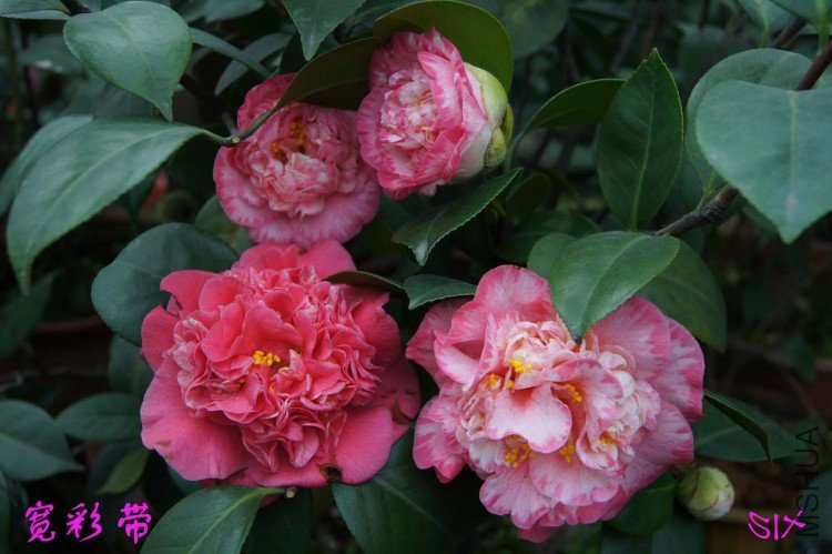 ���ʴ� 10-3-21.jpg