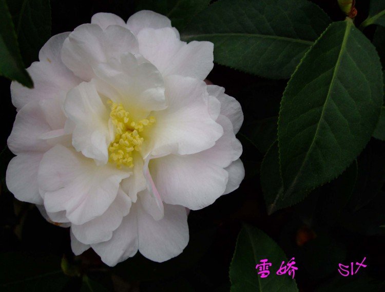 ѩ�� 10-3-21f (1).jpg