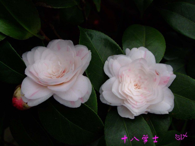 ʮ��  10-3-21f (1).jpg