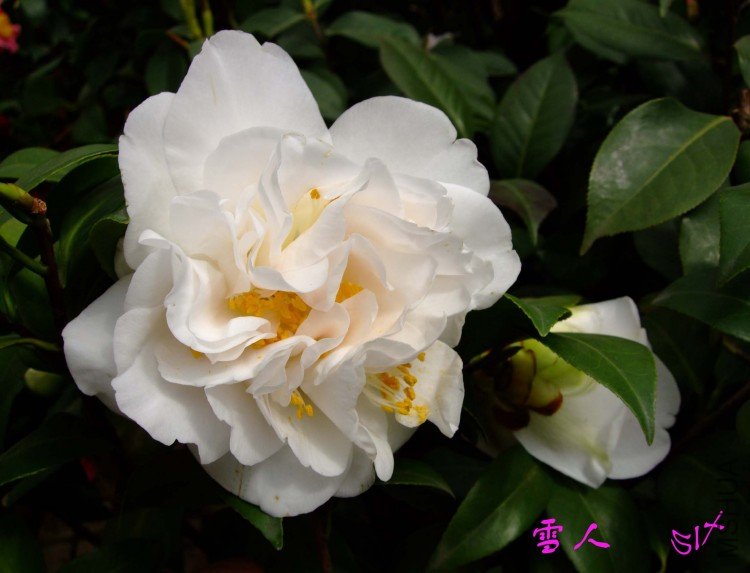 ѩ�� 10-3-21f(1).jpg