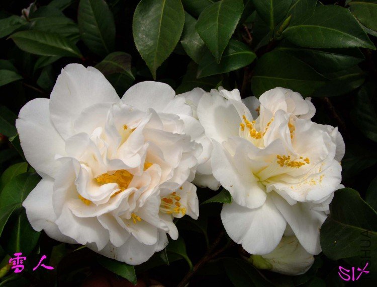 ѩ�� 10-3-21f (2).jpg