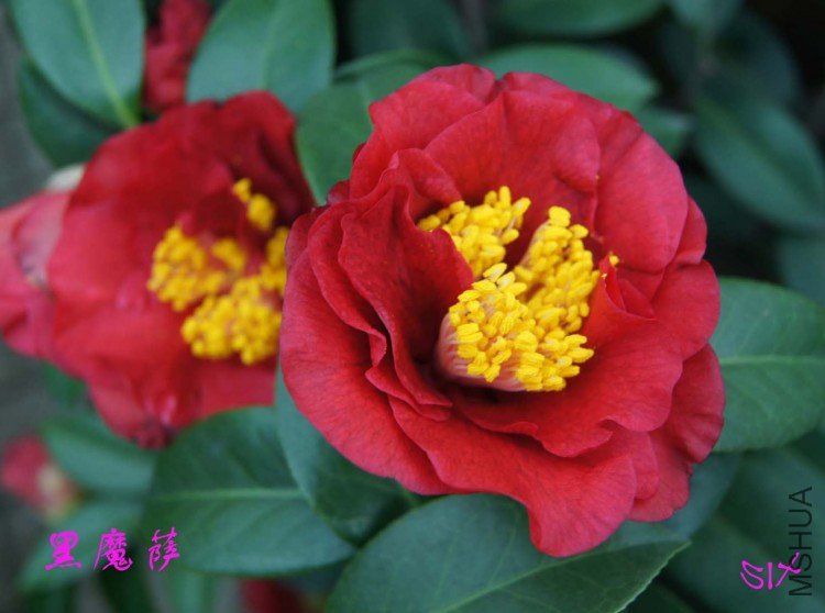 ��ħ�� 10-3-21s (1).jpg