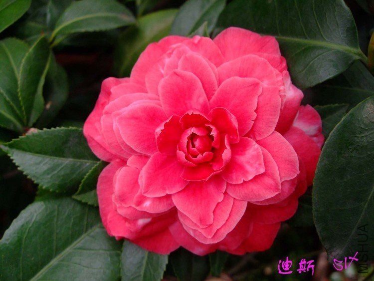 ��˹ 10-3-21f.jpg