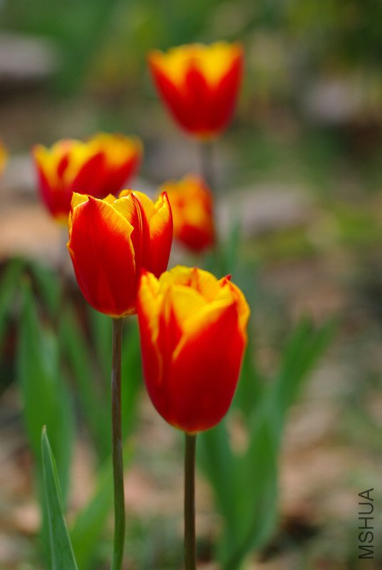 IMGP4435.jpg