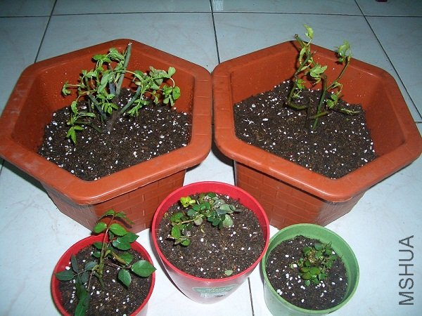 2010��3��14�ն�ֲ��.jpg