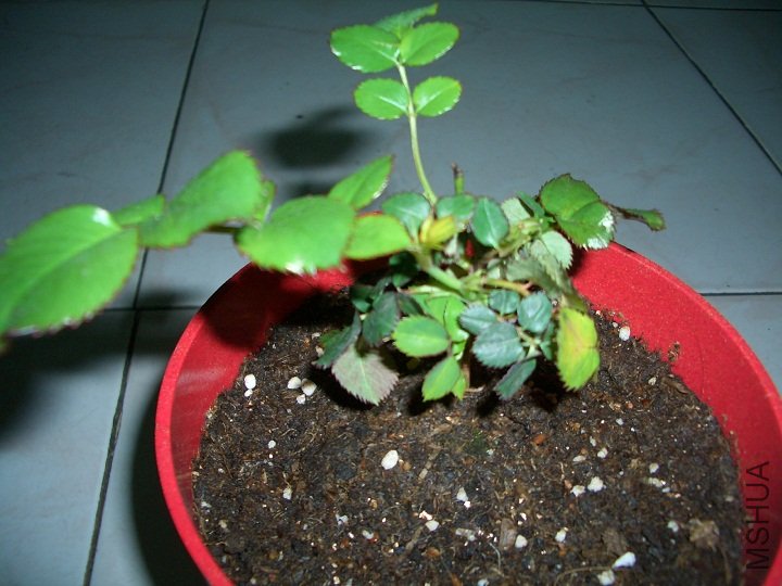 2010��3��21�յ���ɳ.jpg