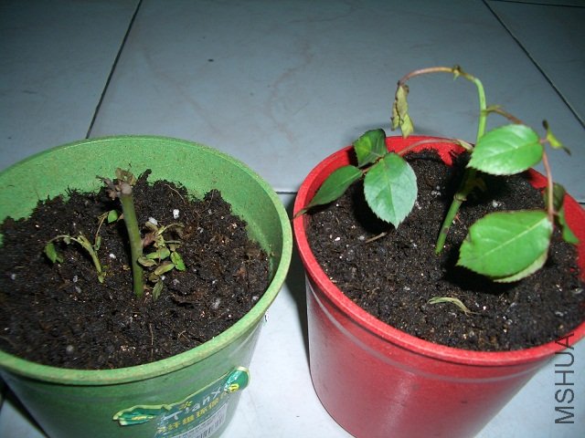 2010��3��21�յ�Ǥ��С��.jpg