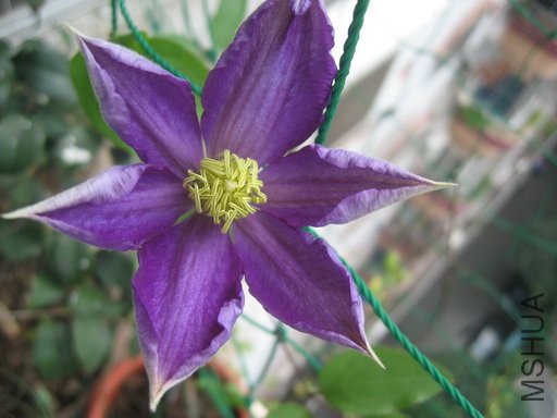 Daniel Deronda   ���ݡ���ϧ�ǵ����