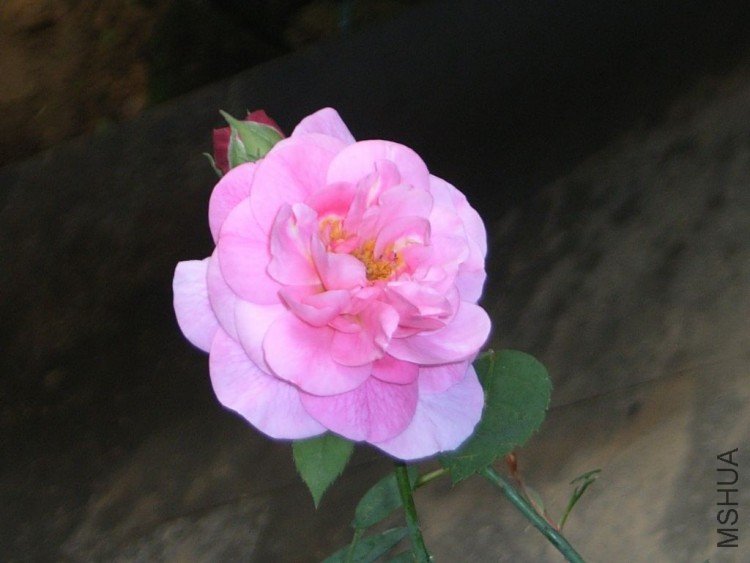 RIMG0249.jpg