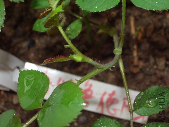 IMGP6471m.jpg
