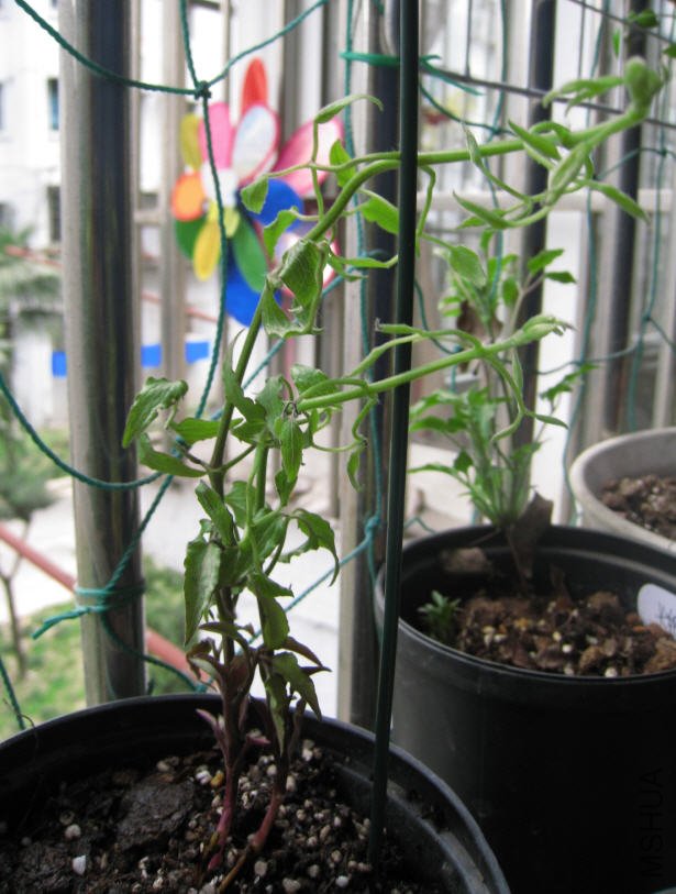 2010-03-22 �յ����µķۻ�.jpg