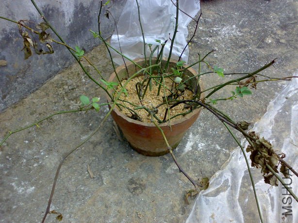 20100322075.jpg