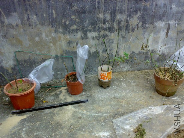 20100322073.jpg