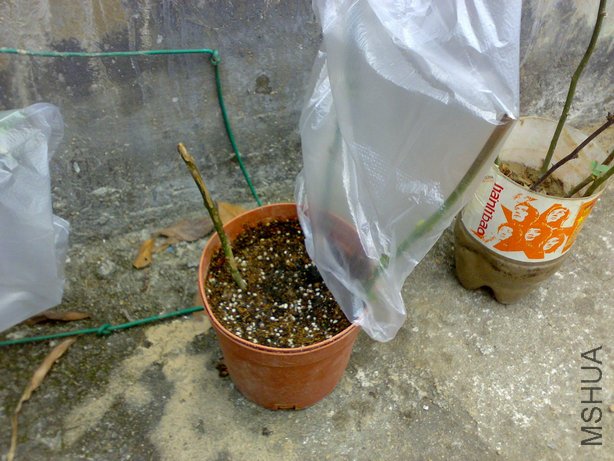 20100322074.jpg