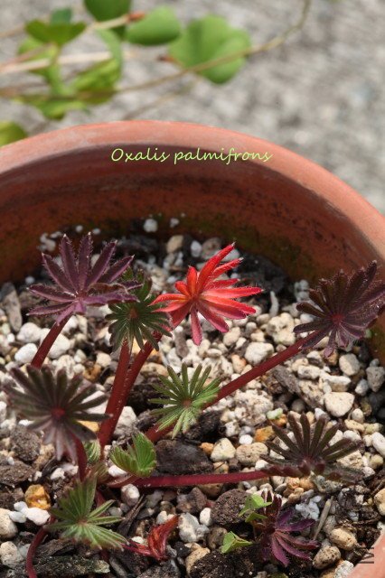 palmifrons 2010 03 21.jpg