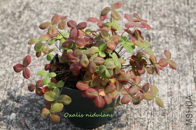 nidulans 2010 03 21_1.jpg