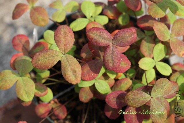 nidulans 2010 03 21_2.jpg