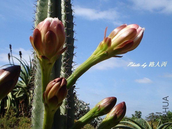 �����ƿ�