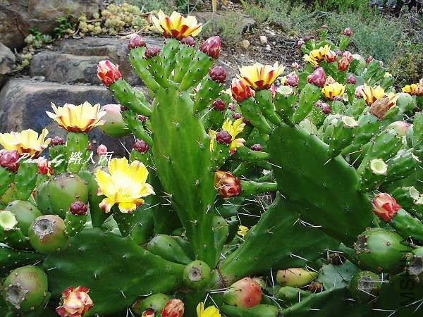 �ƻ�������