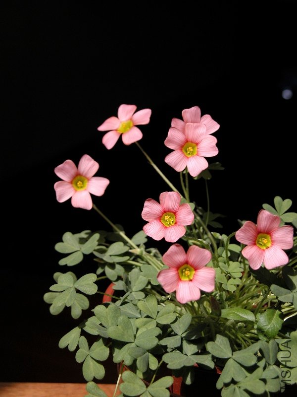 DSCN1728.jpg