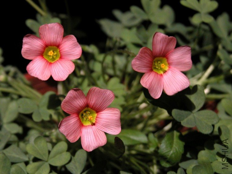 DSCN1729.jpg