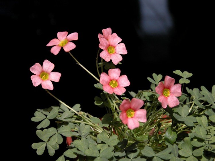DSCN1726.jpg