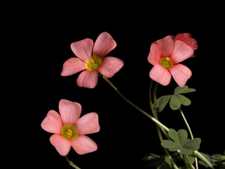 DSCN1708.jpg