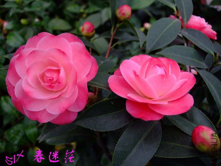 ����ã 10-3-22f (2).jpg