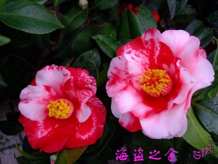 ����֮�� 10-3-22f (2).jpg