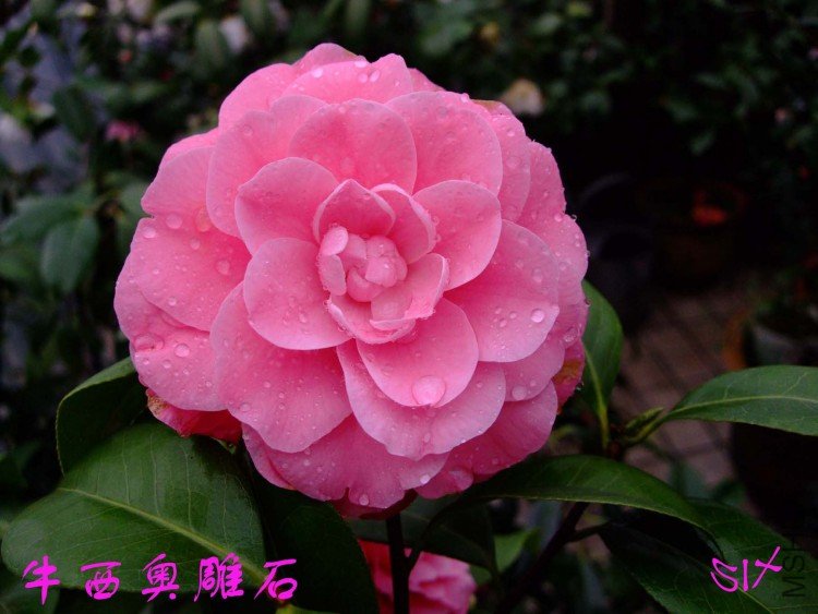 ţ���µ�ʯ  10-3-22f(1).jpg