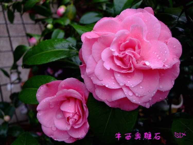 ţ���µ�ʯ 10-3-22f (4).jpg