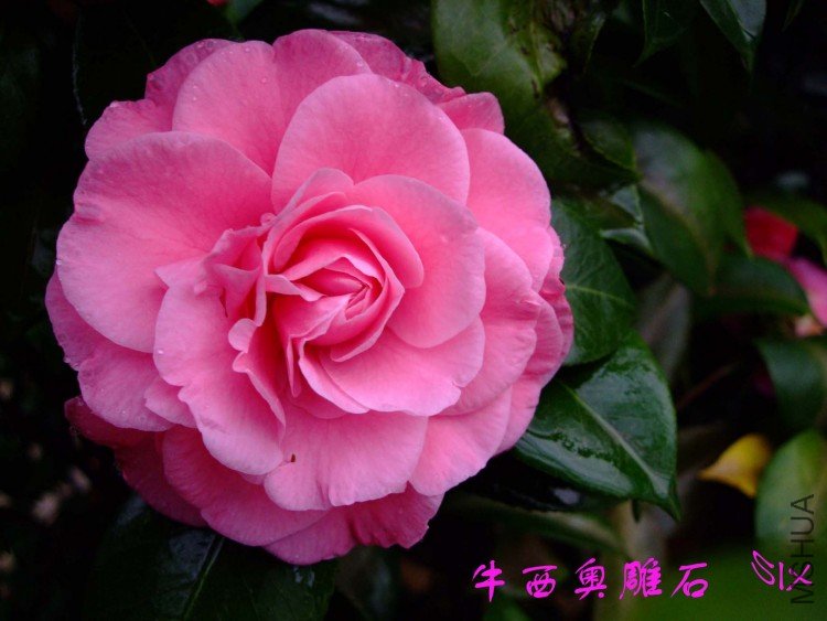 ţ���µ�ʯ 10-3-22f (3).jpg