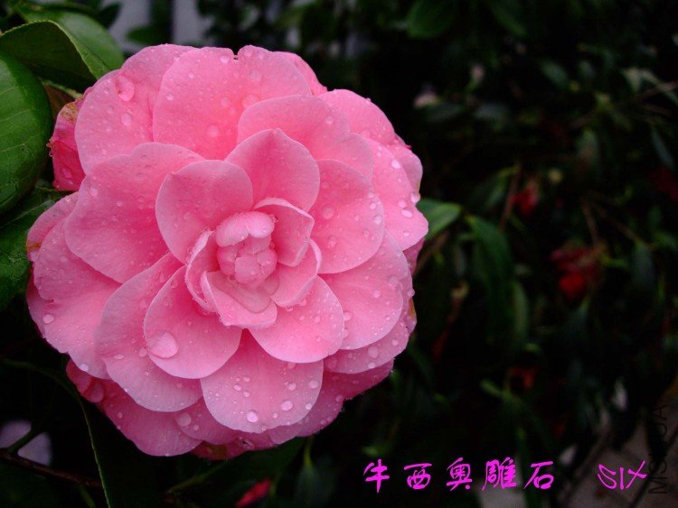 ţ���µ�ʯ 10-3-22f (2).jpg