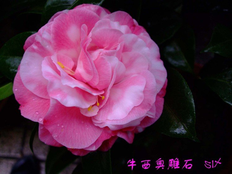 ţ���µ�ʯ 10-3-22f(1).jpg