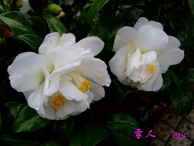 ѩ�� 10-3-22f(1).jpg