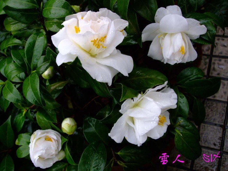 ѩ�� 10-3-22f (2).jpg