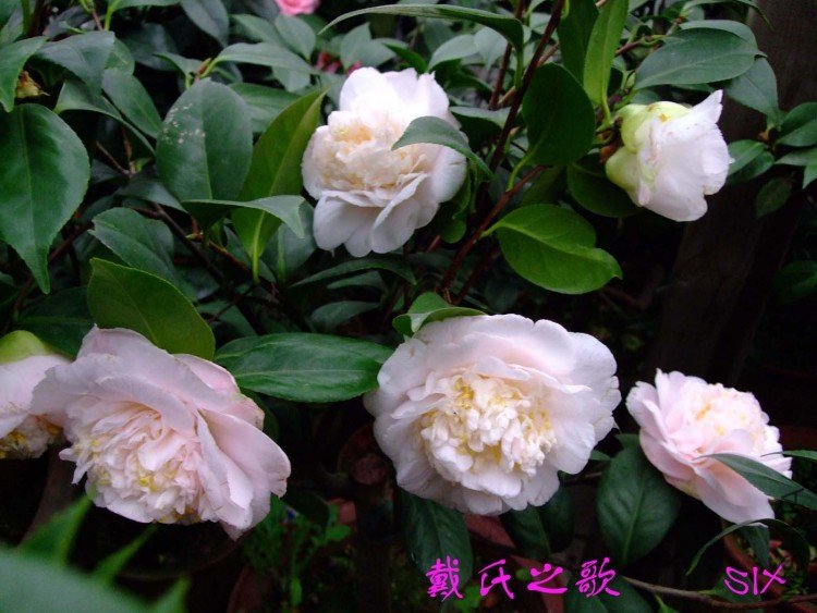 ����֮�� 10-3-23f(1).jpg