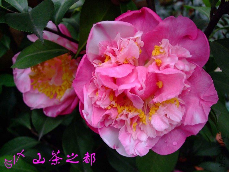 ɽ��֮��10-3-23f (2).jpg