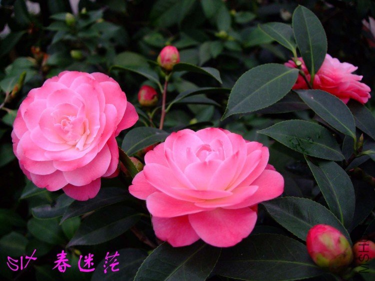 ����ã 10-3-23f(1).jpg