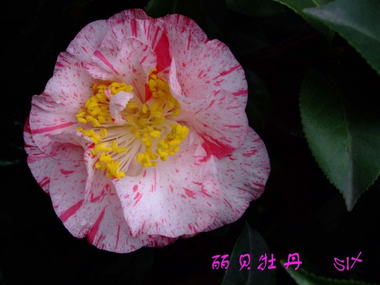 ����ĵ�� 10-3-23f(1).jpg