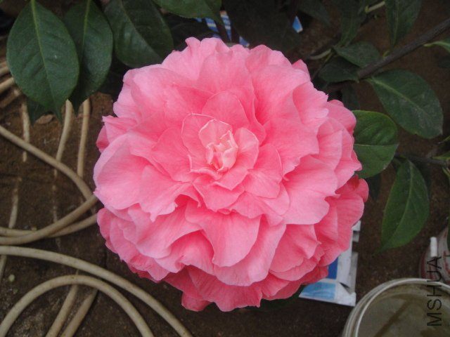 DSC01377.JPG