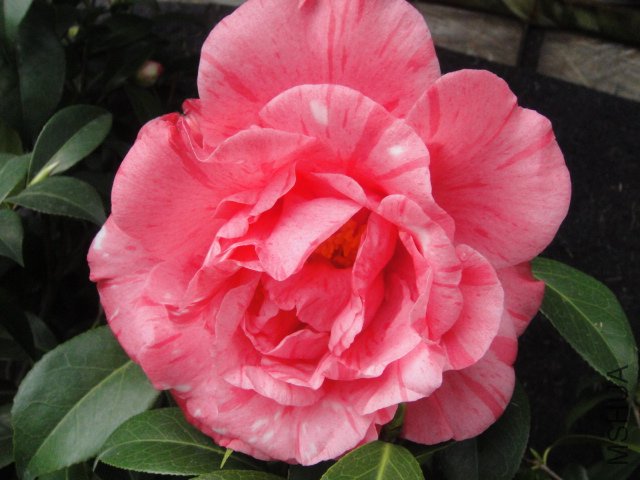 DSC01374.JPG