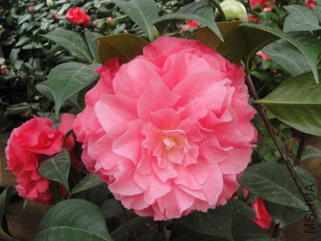 DSC01378.JPG