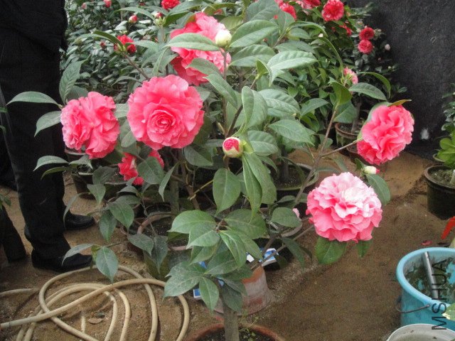 DSC01379.JPG