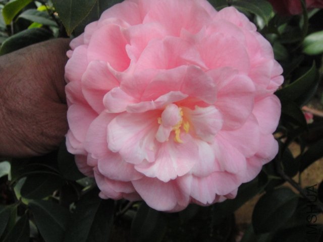 DSC01375.JPG